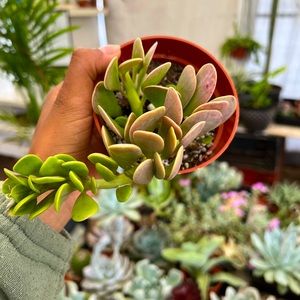 trailing jade plant 3.5 inch pot